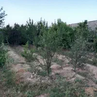 فروش باغ 310 متری در نجف آباد .گلدشت . قلعه سفید|فروش زمین و ملک کلنگی|نجف‌آباد, بازار|دیوار