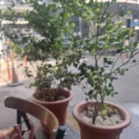 استخدام منشی باروابط عمومی خوب|استخدام اداری و مدیریت|تهران, شادآباد|دیوار