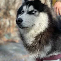 توله ۶ ماهه هاسکی مالاموت توافقی