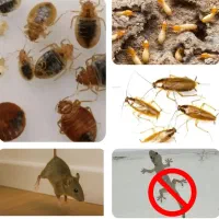 سم پاشی دائم باضمانت کتبی موریانه ساس سوسک موش مار