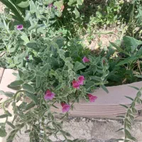 گل گاوزبان