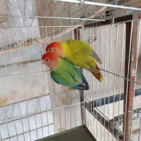 جفت طوطی برزیلی  صورت هلویی به شرط تخم و جوجه