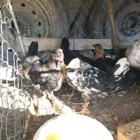 خلفه خروس و باری