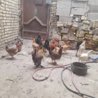 ۱۴ عدد مرغ خروس محلی  اصل  جوان