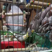 عروس هلندی|پرنده|الوند, |دیوار