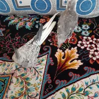 یک جفت عروس هلندی ارزان|پرنده|قم, نیروگاه|دیوار