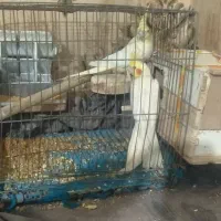 عروس هلندی مولد کار پس داده