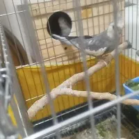 عروس هلندی وایت فیس مولد تضمینی|پرنده|بانه, |دیوار