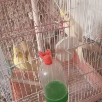 عروس هلندی باقفس