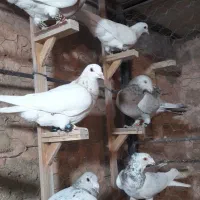 ۳تاهفرنگ ماده ساده هفرنگ وکاکلی هانر