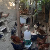 فروش مرغ محلی
