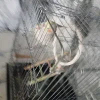 عروس هلندی جفت تخم گذار