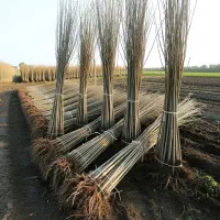 با کاشت نیگرا ترکیه میلیاردر شوید|گل و گیاه طبیعی|نهاوند, |دیوار