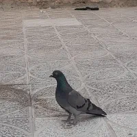 ماده قارایی
