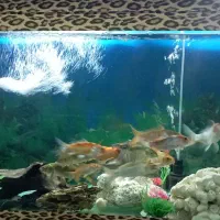 آکواریوم|ماهی|محمدشهر, عباس آباد|دیوار