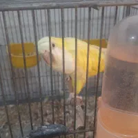 طوطی راهب زرد و گرینچیک آمریکن دایولت