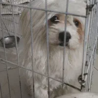 توله ۹ماهه پامرکراس|سگ|بومهن, |دیوار