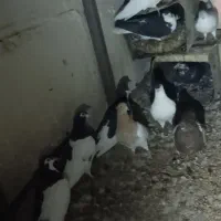 جفت کفتر ساده وچپ شماره تماس|پرنده|جلگه ماژان, |دیوار