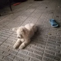 فروش سگ خانگی در فرخشهر|سگ|فرخشهر, |دیوار