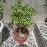 بونسای کراسولا خرفه ای|گل و گیاه طبیعی|قم, هفت تیر|دیوار