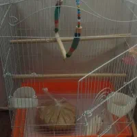 قفس عروس هلندی