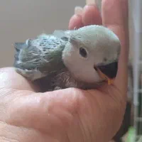 کوتوله برزیلی|پرنده|زرقان, |دیوار