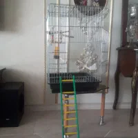 عروس هلندی همراه قفس