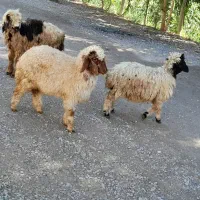 میش چاق چپر و ۳تا بره|حیوانات مزرعه|شوشتر, |دیوار