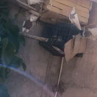 کبوتر. طوقی|پرنده|دهدشت, |دیوار