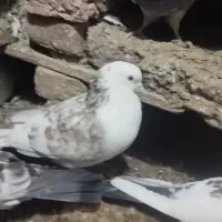 سه عدد نر پرشی غریب|پرنده|قصابه, |دیوار