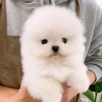 مالتیپوو|سگ|تهران, صادقیه|دیوار