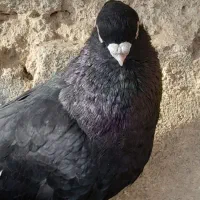 صرب|پرنده|لیلان, |دیوار