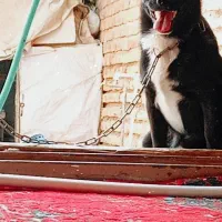 زاغی