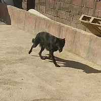 ماده ژرمن بلک|سگ|تهران, استاد معین|دیوار