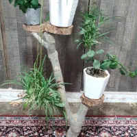 استند طبیعی درختچه|صنایع دستی و سایر لوازم تزئینی|دشتابی, |دیوار