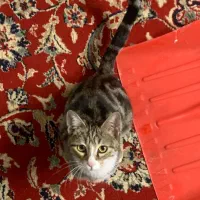 واگذاری منوچهر