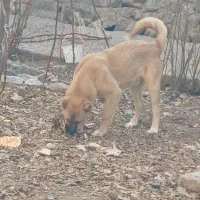 توله سرابی شجره دار|سگ|رباطکریم, رباطکریم|دیوار