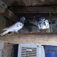 یک جفت کبوتر کله سیاه|پرنده|بناب, |دیوار