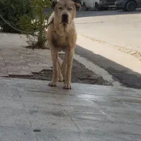 سگ خراسانی نر و قهدریجانی ماده