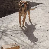 سگ پاکوتاه|سگ|جوادآباد, |دیوار