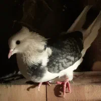 سلام دوستان یک ماده فروشی|پرنده|مشگین شهر, |دیوار