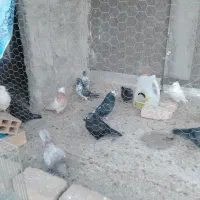 کبوتر سفید تهرانی مر شازده سوسکی سیاه کله دمگیر|پرنده|حبیب آباد, |دیوار