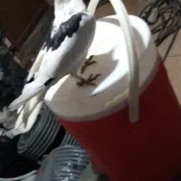 کبوتر طوقی