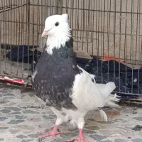 کبوتر طوقی نر وماده|پرنده|مسجد سلیمان, |دیوار