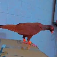 سرخ دنش و یهودی سبز و سارکاکلی وسرخ کرمونی و سوسکی