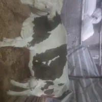 گاوسیمینتال‌جوان‌بدون‌هیچ‌عیب‌‌،،ایرادی‌به‌شرط|حیوانات مزرعه|کرمانشاه, |دیوار