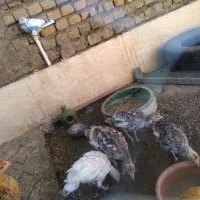 بوقلمو
