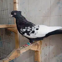 ۷سینه سیاه از سه پره تا سربند اومده +سینه تافته ای|پرنده|مرودشت, ابوذر شمالی‎|دیوار
