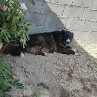 سگ قهدریجانی