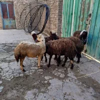 بره ماده افشار|حیوانات مزرعه|بروجرد, |دیوار